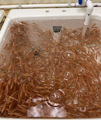 small fishes on the container